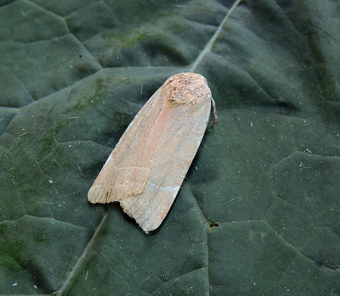 Noctua tirrenica Noctuidae ?